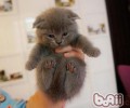 养殖猫咪的优点有哪些