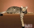 猫咪六个攻击行为