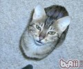 猫咪进犯前的正告信号
