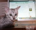 猫咪的视力其实并不好