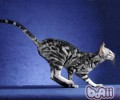 猫咪打架的四大原因