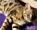 猫咪乱分泌的原因有哪些