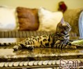 猫咪地盘占有欲剖析