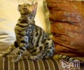 猫咪频频洗澡的损害