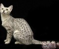 猫咪吃湿粮好仍是干粮好