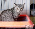 猫咪吃肉有考究