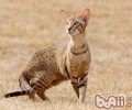 你了解猫咪13个小秘密吗