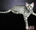 猫奴们常犯的10种过错