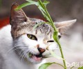猫咪能吃的植物
