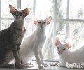 不要以毛取猫——浅谈猫咪的毛色