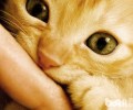 被家养猫咬了需求打疫苗吗？