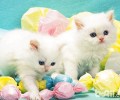 猫咪为什么不能感觉到甜味？