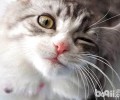 猫咪究竟会不会眨眼睛？