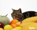 猫咪能吃哪些生果？