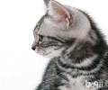 猫咪被毛体系的基本知识