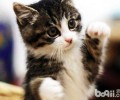 猫咪爪子的效果及护理