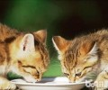 关于猫咪养分与喂养的一些问题