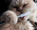 给猫咪刷牙的办法及用具须知