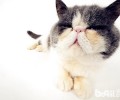 不用逼迫短毛猫洗澡