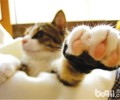 猫咪为什么喜爱损坏家具？