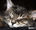 引起猫咪逝世的十大原因（二）