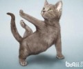 猫咪常见动作表情的解析（二）