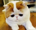 猫咪痛苦的体现（一）