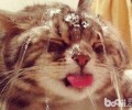 浅谈猫咪美容保健的几大关键