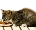 主张猫咪少吃的一些食物