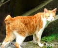 什么是麒麟猫？