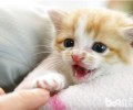 如何为三个月大的幼猫选择猫咪玩具