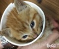 迷你宠物茶杯猫怎样养？