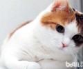 养分弥补与猫咪健康