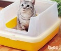 猫砂盆怎样练习猫咪运用？