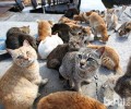 猫岛：归于猫咪的天堂