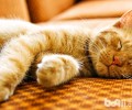 睡觉真的是猫咪的喜好？
