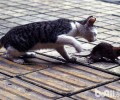 抓老鼠是猫咪与生俱来的身手？