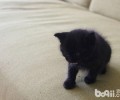 你了解你家猫咪的特色吗？