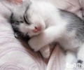 没长牙的猫咪怎样喂养？
