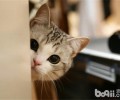 爱猫人应了解的十个猫咪小行为