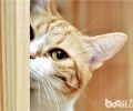 猫罐头中主食罐的特色介绍