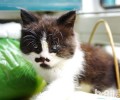 养猫的含义：鼓舞人心，走出自闭？