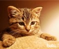 猫爬架的常见样式及特色介绍