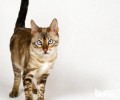 家猫起源于埃及？