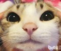 姚晨怀有猫咪，为什么明星都爱猫？