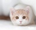 皇家猫粮怎么样？