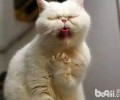 爱猫就来学猫语吧