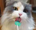 猫咪爱吃甜食吗？
