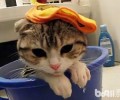 猫咪洗澡沐浴露怎样挑选？有哪些注意事项？