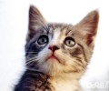 三种常见猫砂盆的特色剖析